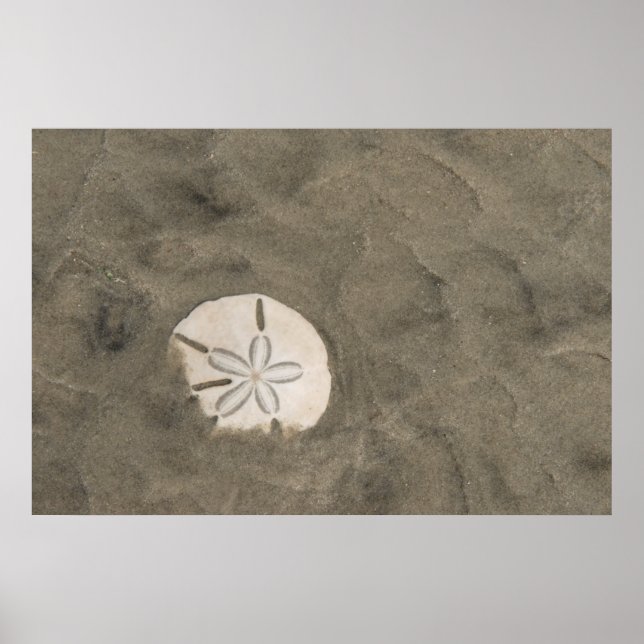 Sand dollar (Echinarachnius parma) Poster (Front)