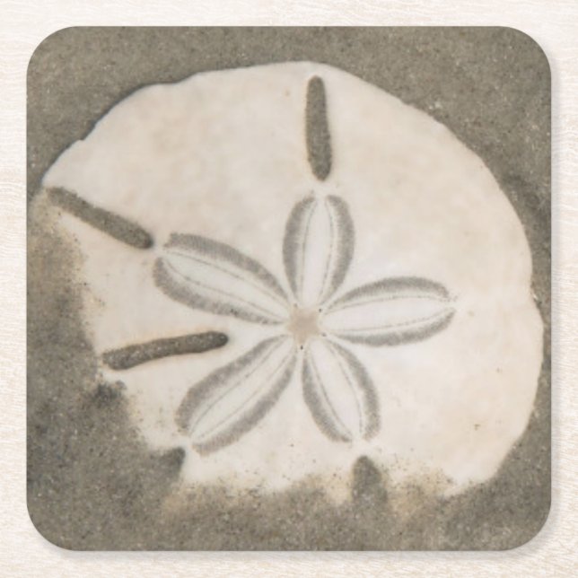 Sand dollar (Echinarachnius parma) Square Paper Coaster (Front)