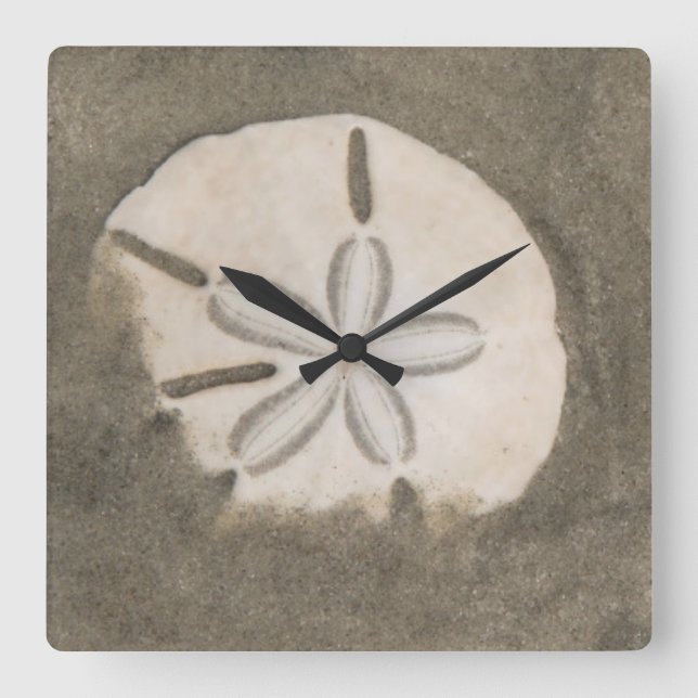 sand dollar (Echinarachnius parma) Square Wall Clock (Front)