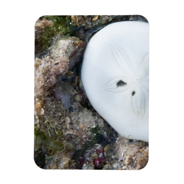Sand Dollar in a Fiji Reef at Low Tide Magnet (Vertical)