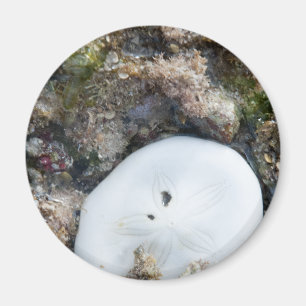 Sand Dollar in a Fiji Reef at Low Tide Magnet