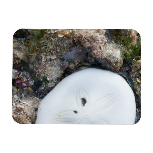 Sand Dollar in the Fiji Reef at Low Tide Magnet (Horizontal)
