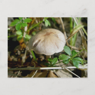 Sand Dollar Mushroom Postcard