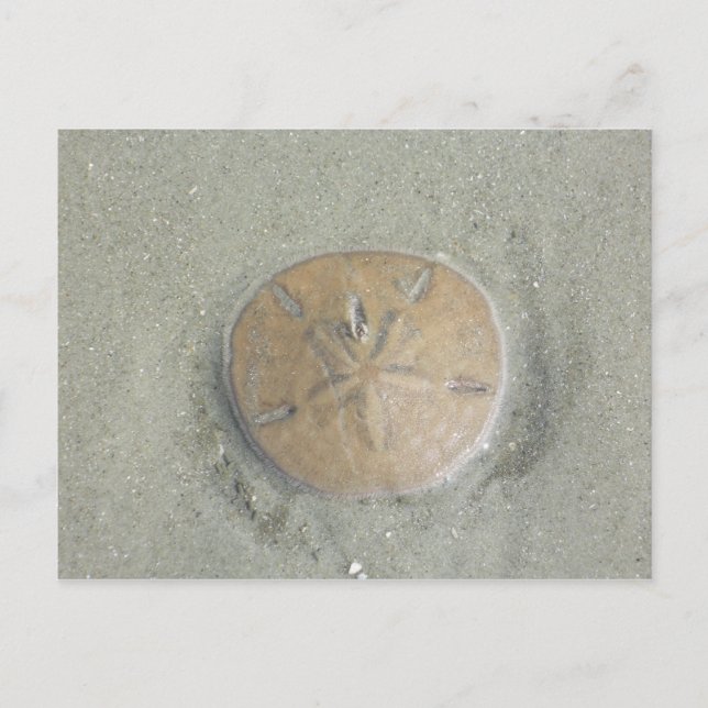 sand dollar on beach photo by gbillips postcard (Front)