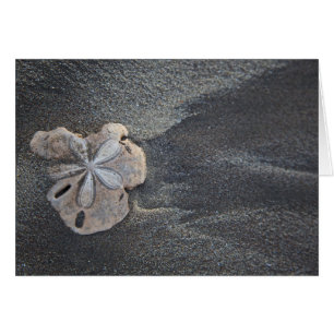Sand dollar on sand