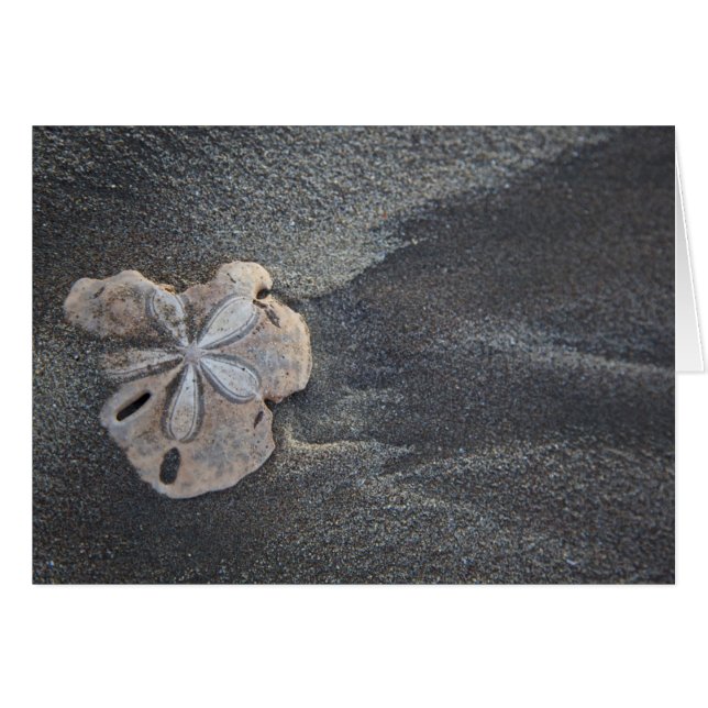 Sand dollar on sand (Front Horizontal)