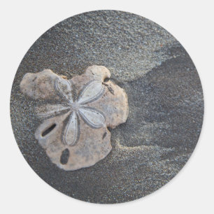 Sand dollar on sand classic round sticker