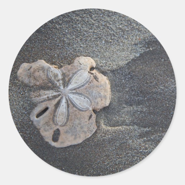 Sand dollar on sand classic round sticker (Front)