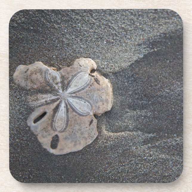Sand dollar on sand coaster (Front)