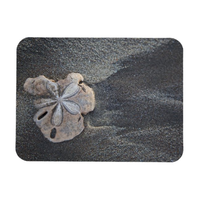 Sand dollar on sand magnet (Horizontal)