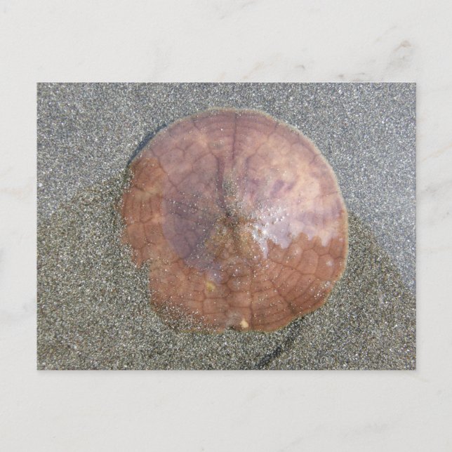 Sand Dollar on Unalaska Island Postcard (Front)