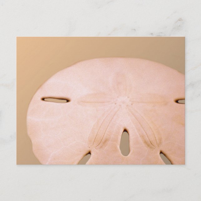 Sand Dollar Postcard (Front)