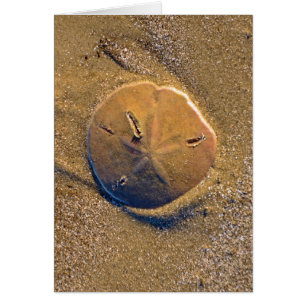 Sand Dollar Revealed On Beach Hilton Head Island