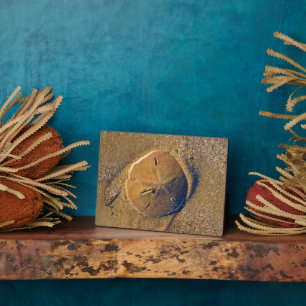 Sand Dollar Revealed On Beach Hilton Head Island Plaque