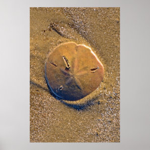Sand Dollar Revealed On Beach   Hilton Head Island Poster