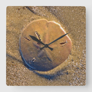 Sand Dollar Revealed On Beach   Hilton Head Island Square Wall Clock