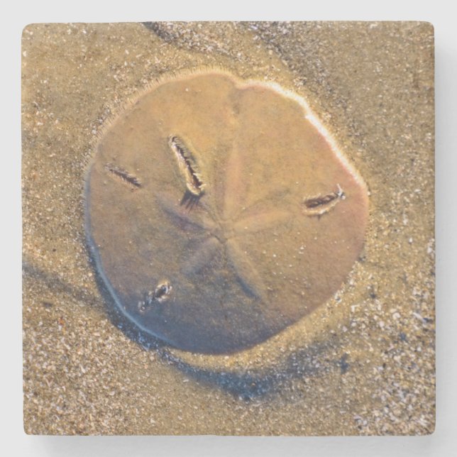 Sand Dollar Revealed On Beach | Hilton Head Island Stone Coaster (Front)