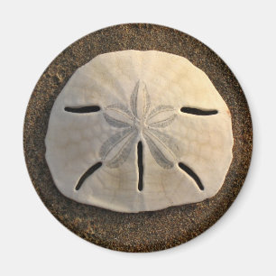 Sand Dollar Sea Shell Beach Magnet