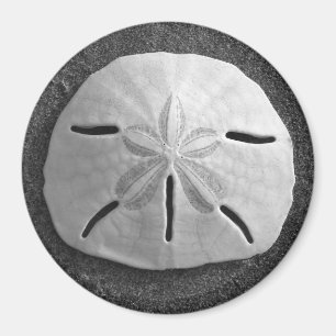 Sand Dollar Sea Shell Beach Magnet