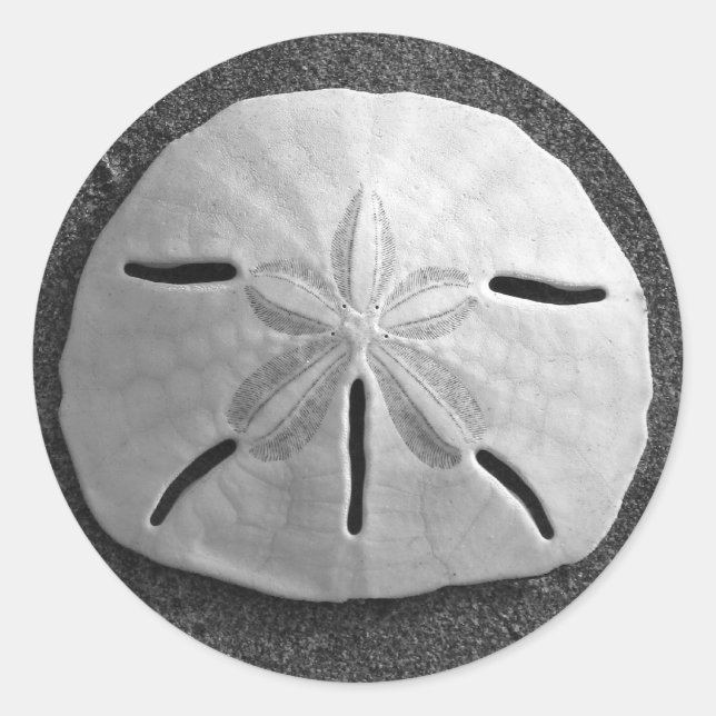 Sand Dollar Seashell Beach Sticker (Front)