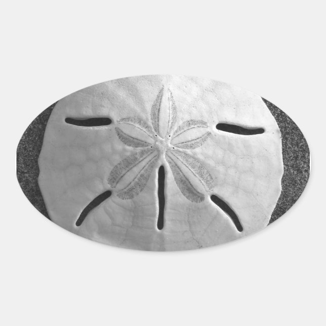 Sand Dollar Seashell Beach Sticker (Front)