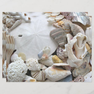 Sand Dollar Seashells Blank Scrapbook Paper