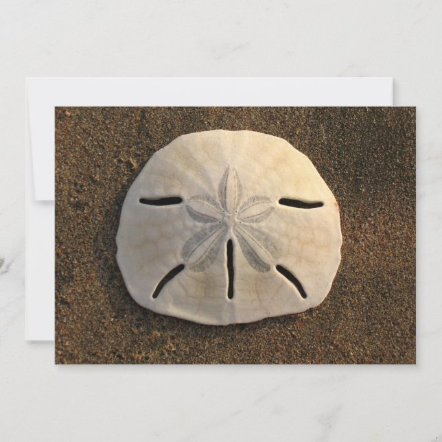 Sand Dollar Shell Beach Invitation (Colour Photo) (Front)