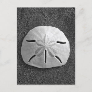 Sand Dollar Shell Beach Postcard (B&W Photo)