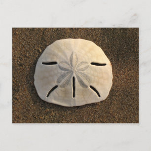 Sand Dollar Shell Beach Postcard (Colour Photo)