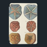 Sand Dollars Gems iPad Mini Cover<br><div class="desc">Sand dollars are a very unique sea gem. This image encompasses very unique and colourful sand dollars. Diderot contrasted these sand dollars with a soft cream coloured tone background. Get your sand dollar gems on your zazzle product today.</div>