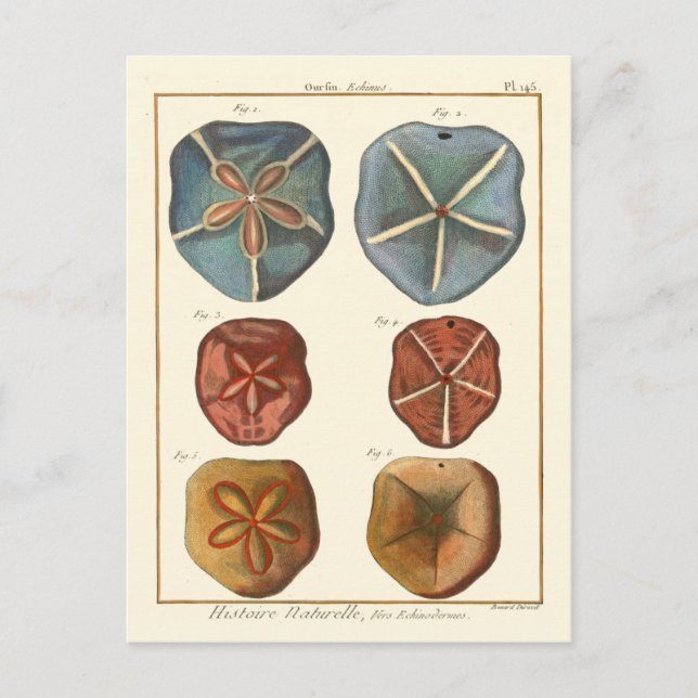 Sand Dollars Gems Postcard (Front)