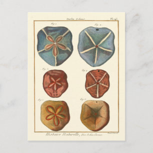 Sand Dollars Gems Postcard