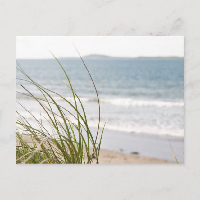 sand dune grass view postcard (Front)