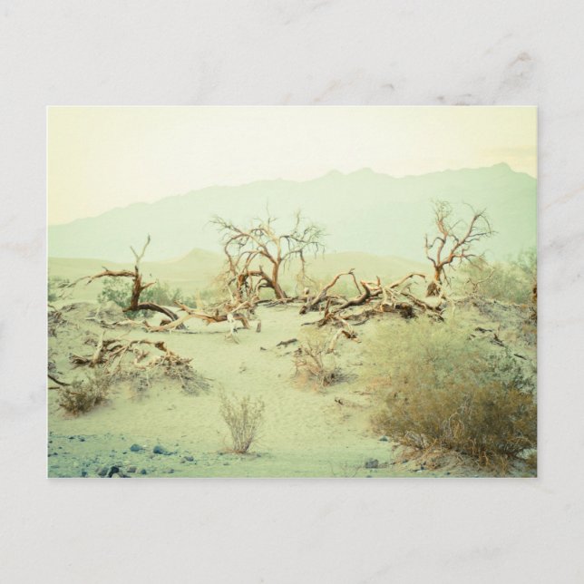 Sand Dunes of Death Valley Postcard (Front)