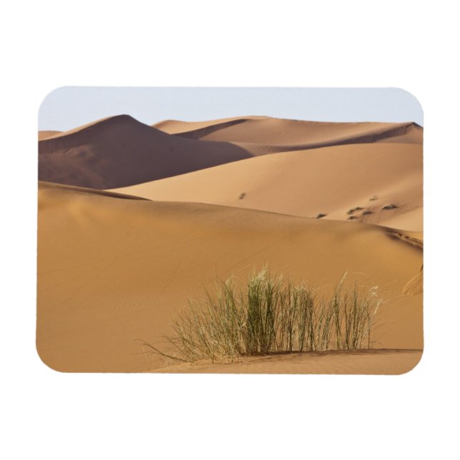 Sand dunes, Sahara desert, Morocco Magnet (Horizontal)