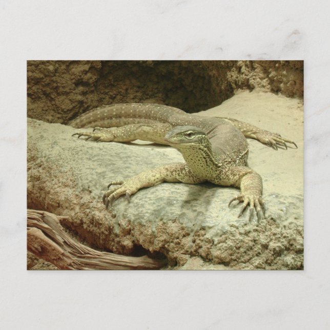 Sand goanna postcard (Front)
