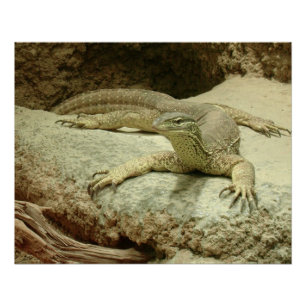 Sand goanna poster