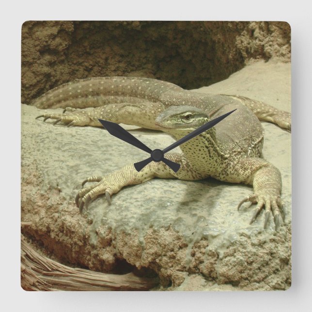 Sand goanna square wall clock (Front)
