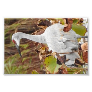 Sand Hill Crane in Marsh Photo Print