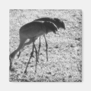 Sand Hill Cranes Magnet