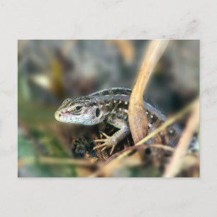 Sand Lizard Postcard