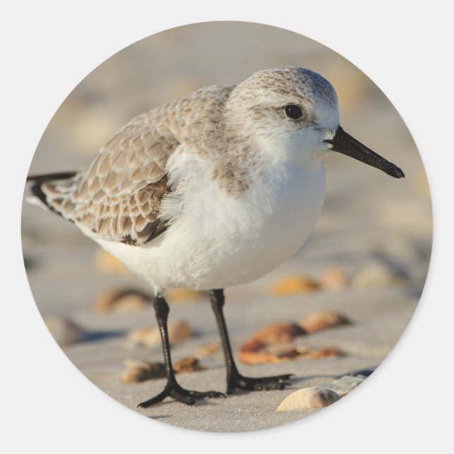 Sand Piper and Seashells Classic Round Sticker (Front)