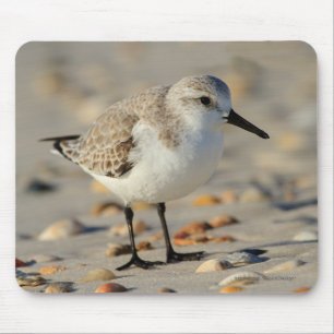 Sand Piper and Seashells Mouse Pad