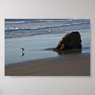 Sand Piper On The Beach Poster