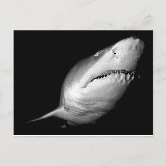 Sand Tiger Shark Postcard (Front)