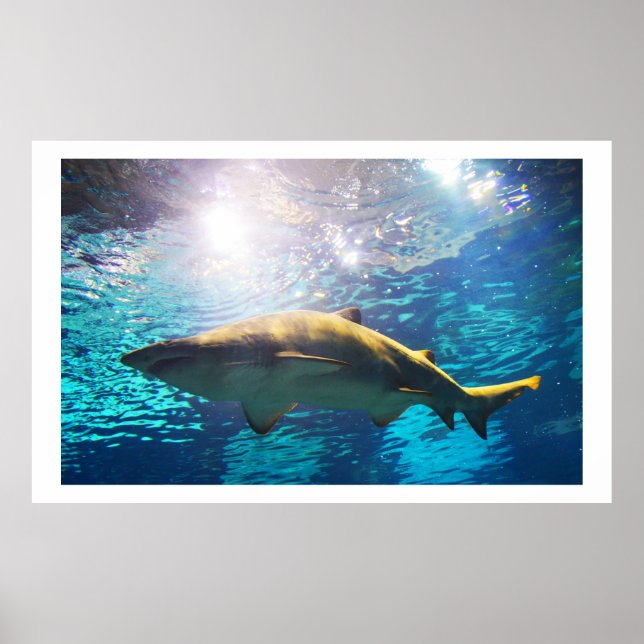 Sand tiger shark poster (Front)