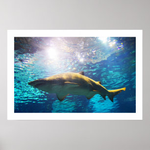 Sand tiger shark poster