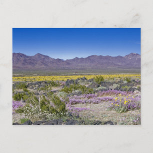 Sand Verbena & Desert Gold at Amboy Crater, CA, Postcard