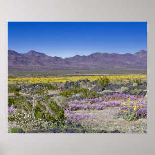 Sand Verbena & Desert Gold at Amboy Crater, CA, Poster