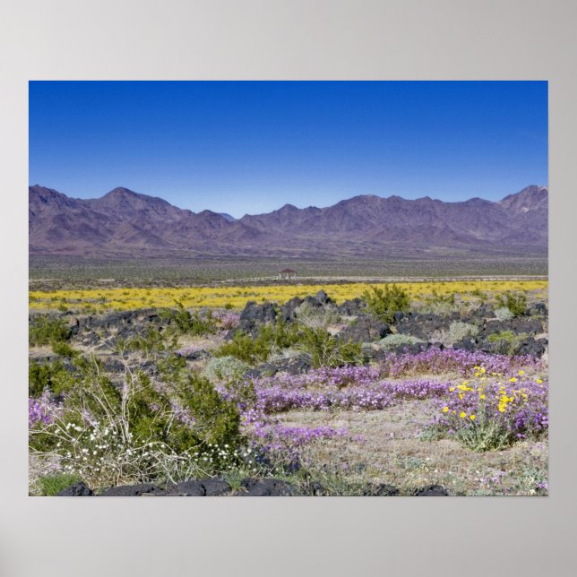 Sand Verbena & Desert Gold at Amboy Crater, CA, Poster (Front)